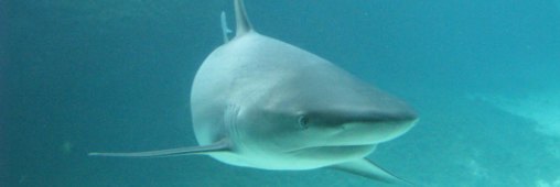 requin.jpg
