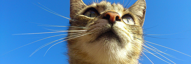 Faire garder ses animaux domestiques durant les vacances (3)